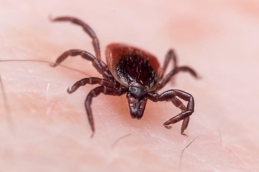 When Lyme Disease Goes Undetected